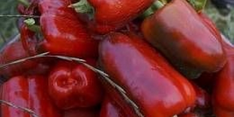 Ultra rane sorte paprike